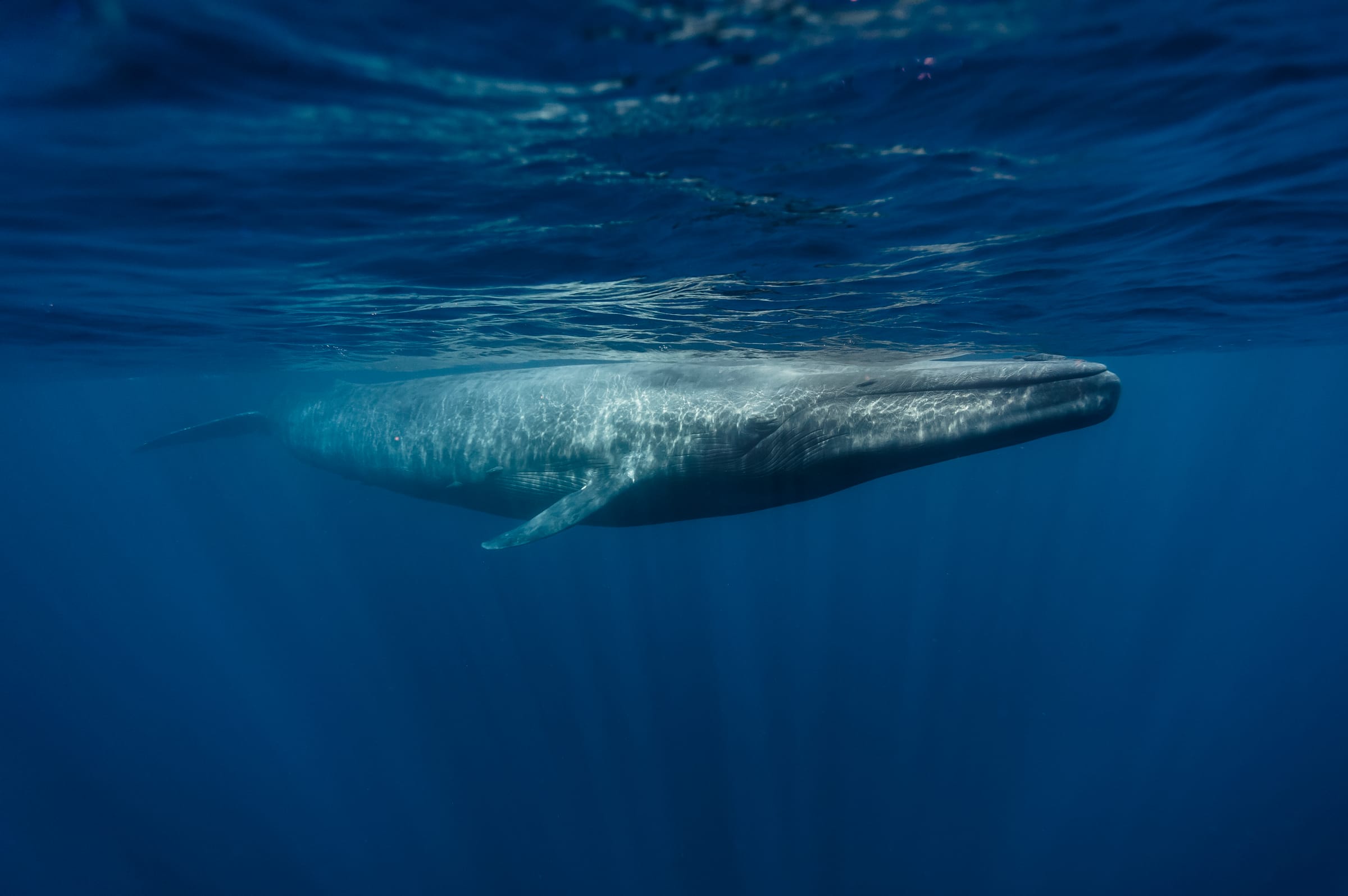 Climate Change and Biodiversity Loss: Uniting for a Sustainable Future